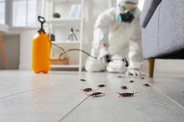 Commercial Kitchen Cockroach Control in Santa Rosa Valley